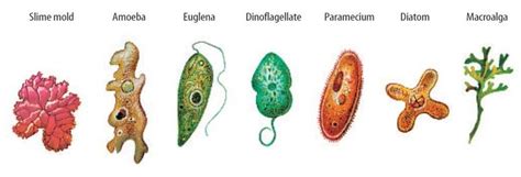 3. Kingdom Protista | Protists, Life science, Science and nature