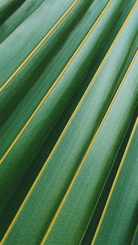 Green tropical leaf iPhone wallpaper | Free Photo - rawpixel