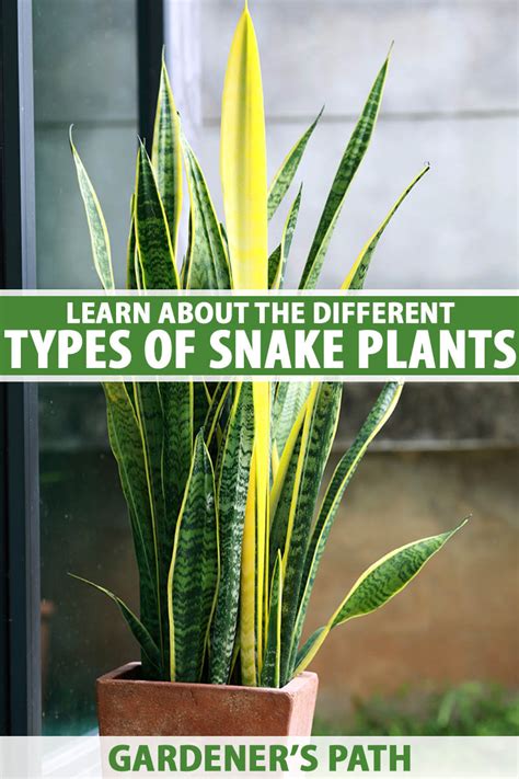 What Are the Different Types of Snake Plants? | Gardener’s Path