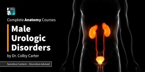 NEW: Male Urologic Disorders | Complete Anatomy