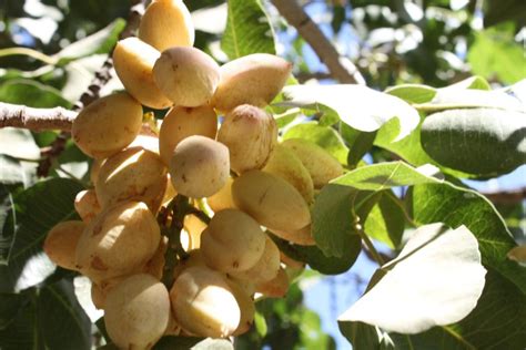 NOW Cost Pistachio Growers $100 Mil | AgNet West