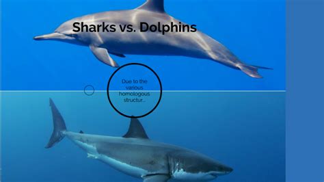 13 Main Difference between Shark and Dolphin with Similarities - Core Differences