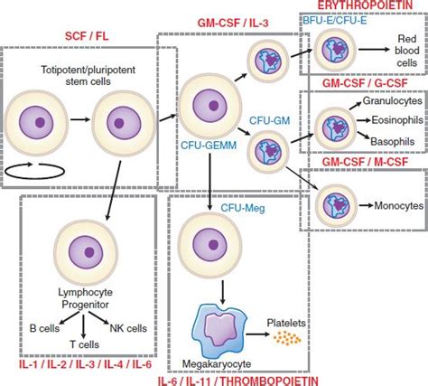 Hematopoietic Agents: Growth Factors, Minerals, and Vitamins | Basicmedical Key