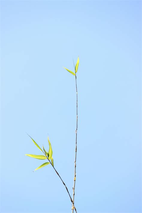 Minimalist Nature Background Photos, Download The BEST Free Minimalist ...