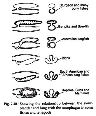 Swim-Bladder in Fishes | Zoology