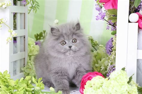 Blue Persian Kittens (Past Kittens)