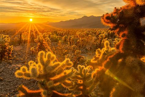 Sunrise on Cholla Cactus, Joshua Tree, CA [OC] 3000x2000 : r/EarthPorn