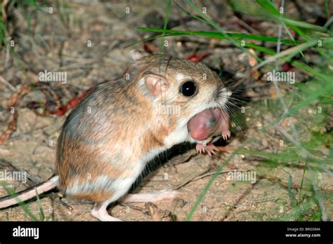 Baby Kangaroo Rat Stock Photos Baby Kangaroo Rat Stock