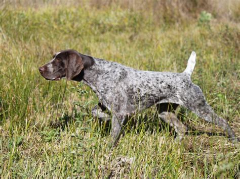 German Shorthaired Pointers: 10 Fun Facts About These All-Around Dogs