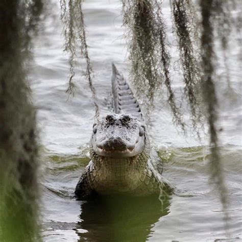 This swamp puppy : r/MadeMeSmile