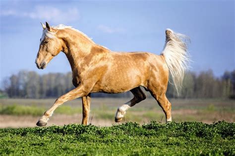 Dapple Palomino Horse Photos, Breeds, and Where to Buy - Helpful Horse ...