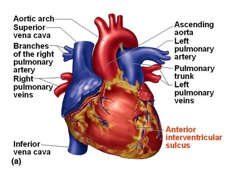 Anterior Ventricular Sulcus