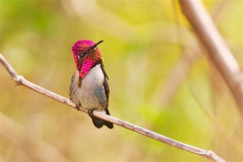 Absurd Creature of the Week: The World's Tiniest Bird Weighs Less Than ...