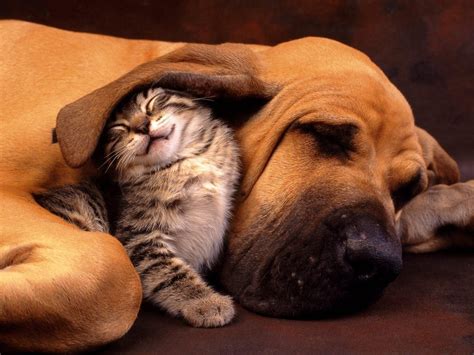 Cat And Dog Snuggling Pictures, Photos, and Images for Facebook, Tumblr ...