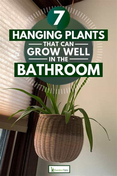 7 Hanging Plants That Can Grow Well In The Bathroom