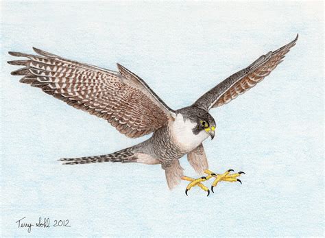 Peregrine Falcon Drawing at GetDrawings | Free download