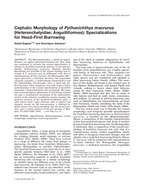 (PDF) Cephalic morphology of Pythonichthys macrurus (Heterenchelyidae: Anguilliformes ...