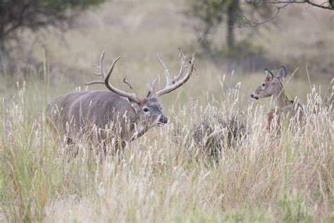 Gigantic Whitetail Buck with Huge Antler Spread Following a Doe Stock Photo - Image of trailing ...