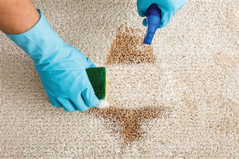 7 Simple Ways to Remove Carpet Stains - A How To Guide