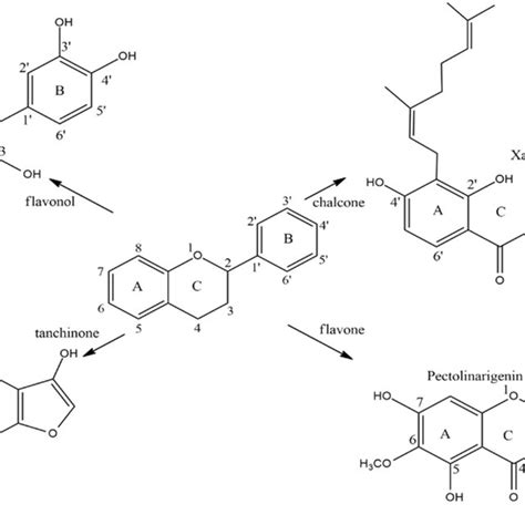 Basic flavonoid structures. Basic flavonoid structures. | Download ...