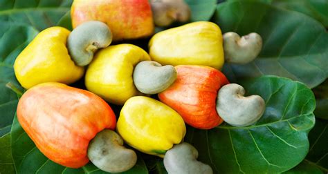 Cashew fruit – healthy option beyond the nut | Tropical Brazil