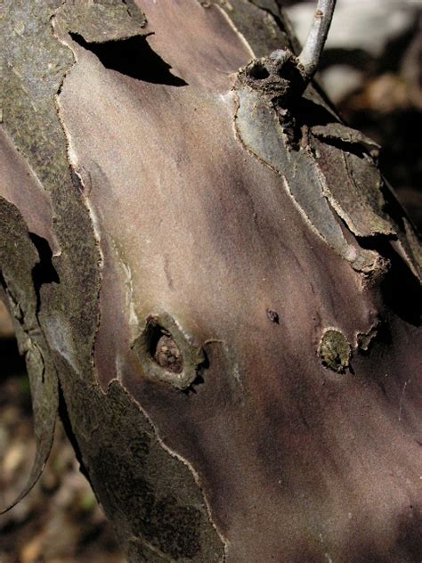 The Lazy Shady Gardener: Bark: Texas Persimmon