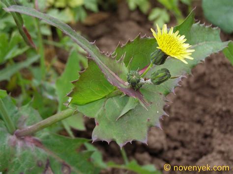 Image collection of wild vascular plants - Sonchus oleraceus