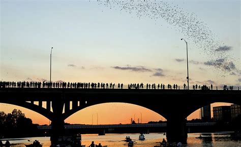 South Congress Bridge Bats - Austin - Shop Across Texas