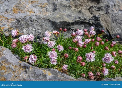 Flowers of Burren stock photo. Image of coastal, burren - 91983864