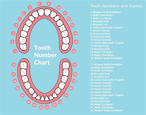 Tooth Chart - Tooth numbers and Name Chart for Adults & Children