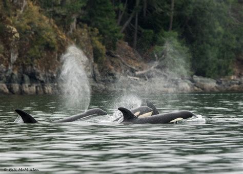 Orca Pod with Calf | A pod of Bigg's or transient orcas crui… | Flickr