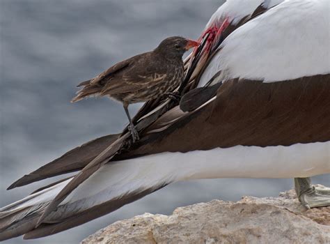 Five Astounding Animal Adaptations in the Galapagos Islands