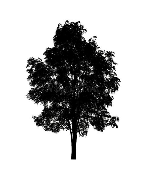 Tree Silhouettes Isolated on White Background . Stock Photo - Image of background, isolated ...