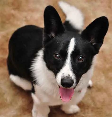 Introducing The Borgi: An Adorable, Loving Border Collie Corgi Mix