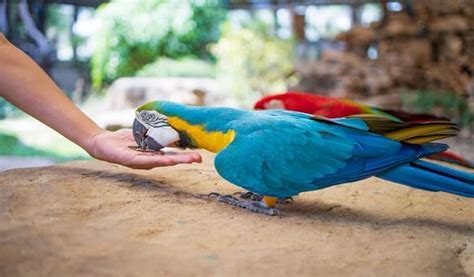 The Best Macaw Food for 2022 - Bird Nature