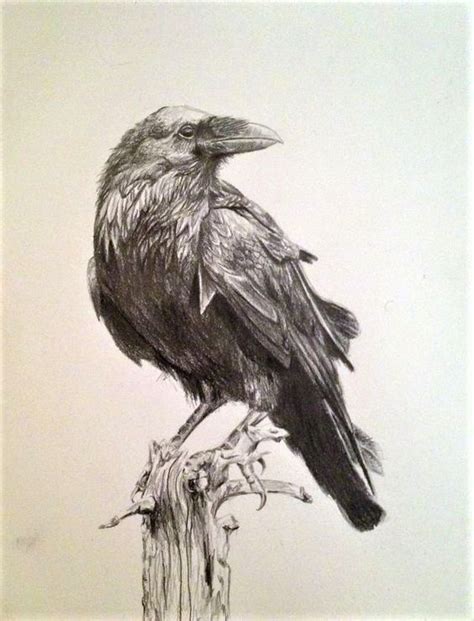 Pin by Nancy Alexander on Birds ~ Corvids 2 | Crows drawing, Bird drawings, Crow painting