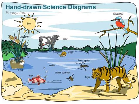 Desert Ecosystem Drawing at GetDrawings | Free download