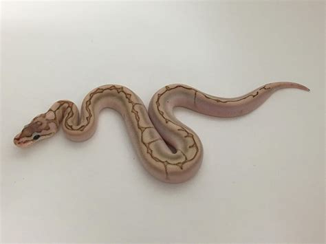 SW England Royal Python Morphs For Sale! - Reptile Forums