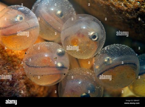 Fish eggs hatching hi-res stock photography and images - Alamy