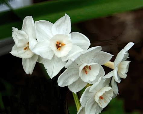 White Daffodils Aka Jonquils Flower Closeup in a Garden Setting Stock ...