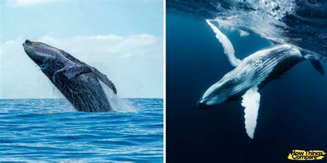 Humpback Whale vs Blue Whale: Comparison Guide – howthingscompare.com