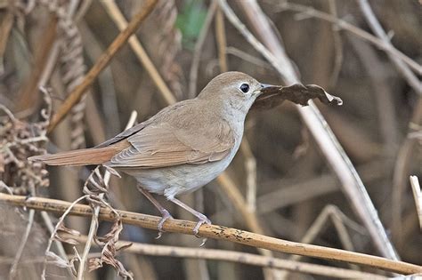 Common Nightingale by Andrew Moon - BirdGuides