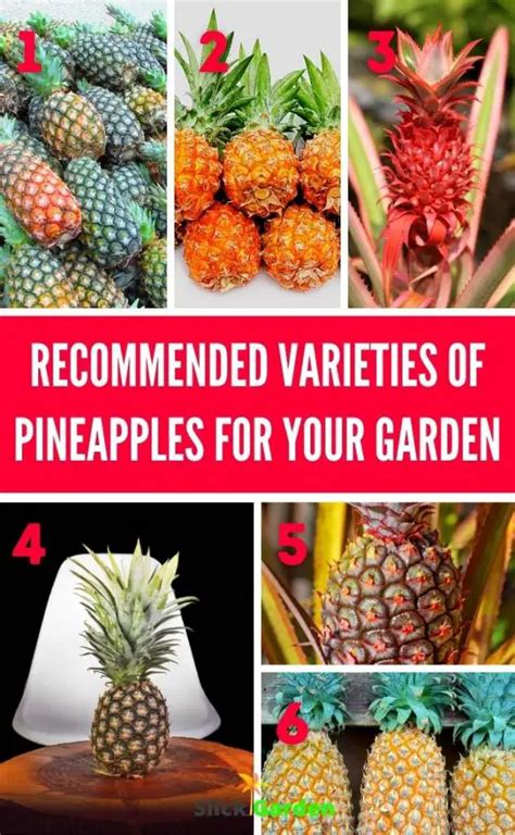 HOW TO GROW PINEAPPLE FROM SEEDS? – Slick Garden