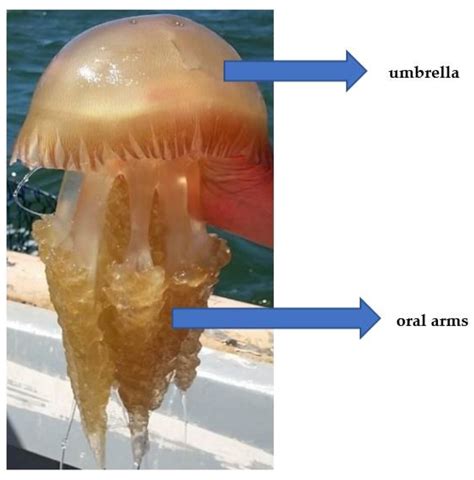 Jellyfish as Food: A Narrative Review