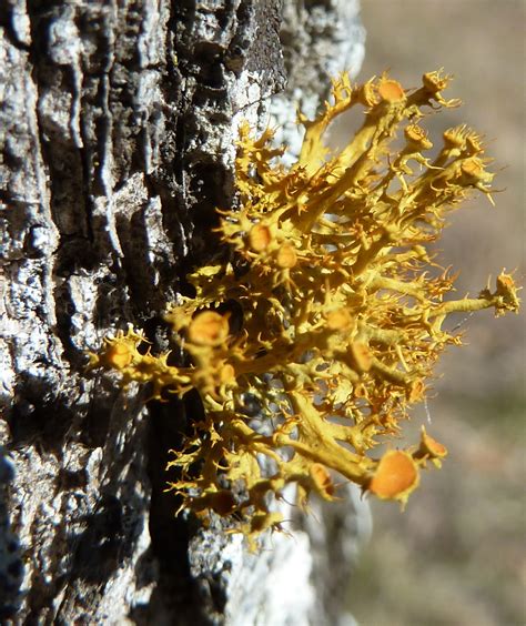 Springfield Plateau: Name that Lichen!