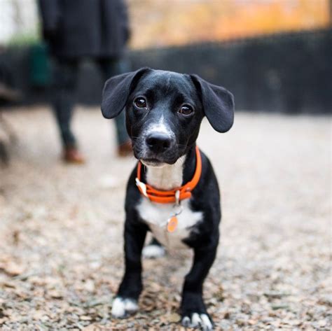 Gen, Dachshund/Terrier mix (5 m/o), Madison Square Park, New York, NY • “She’s a Hurricane ...