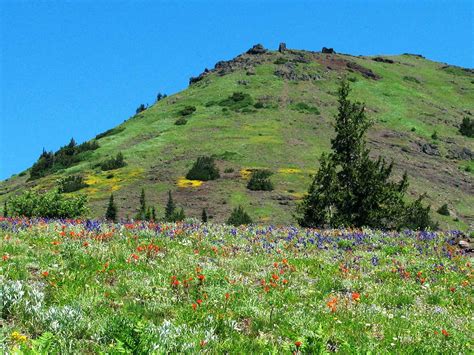 Cone Peak & Iron Mountain, Oregon – Northwest Wildflowers