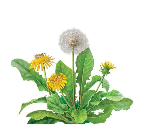 Dandelion PNG Image - PurePNG | Free transparent CC0 PNG Image Library