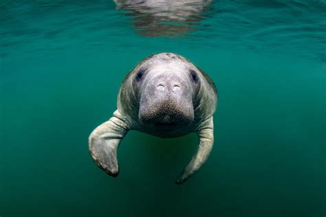 Dauphin Island Sea Lab Rescued Manatee Is Recovering At SeaWorld