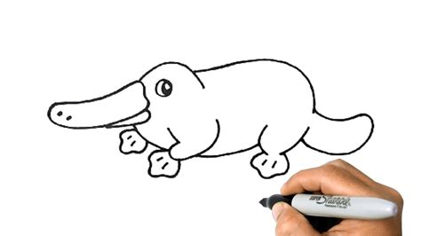 How to Draw a PLATYPUS Easy Step by Step Drawing Animals - YouTube